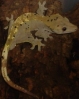 dalmation_male-2.jpg