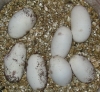 day59eggs.jpg