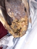 dead_tortoise_received_2.jpg