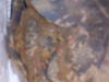 dead_tortoise_received_3.jpg