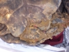 dead_tortoise_received_4.jpg