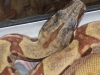 dougs_animals_063.jpg