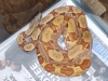 dougs_animals_064.jpg