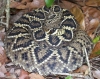 eastern_diamondback1.jpg