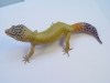 geckom378.jpg