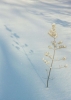 jackpine.jpg