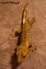 kalesi_2_resized_and_wm_1_.jpg