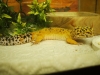 leopardgeckoforsale.jpg