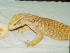 lucky_110308a.jpg