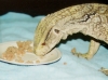 lucky_110308b.jpg