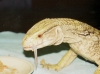lucky_110308d.jpg