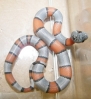 male_01_baby_greyband_hatched_9-1-08_011.jpg