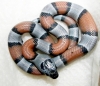 male_02_baby_dk_greyband_hatched_9-1-08_013.jpg