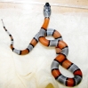 male_03_baby_greyband_hatched_9-1-08_016.jpg