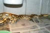 male_tiger_retic.jpg