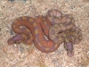 pastel_jungle_banana_and_banana_09-A.JPG
