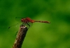 red_dragon.jpg