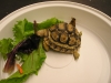 reptiles_011.jpg