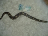 skinny_tail.JPG