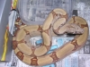 snakes1006_037.jpg