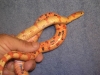 snakes1006_047.jpg