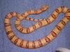 snakes1006_049.jpg