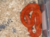 snakes_005.jpg