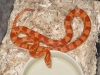 snakes_006.jpg