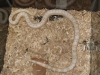 snakes_009.jpg