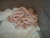 snow_litter4.JPG