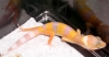 sunglow-1baby.jpg