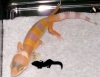 sunglow-2baby.jpg