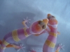 tang_albino_029.jpg