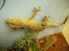 tokaygeckoforsale.jpg