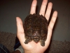 turtle1.jpg