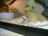 wanda_8-6-2008.jpg
