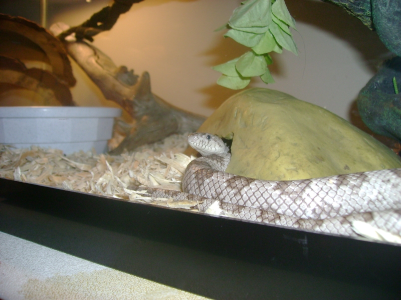 wanda_8-6-2008
