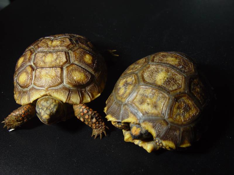 5518Yellow_Foot_Tortoises