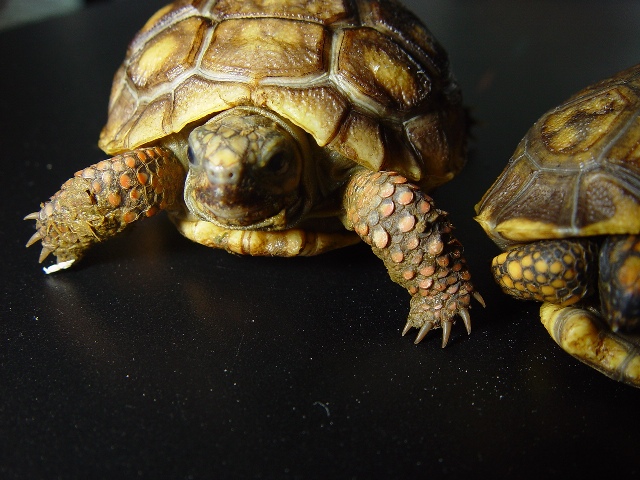 5518Yellow_Foot_Torts