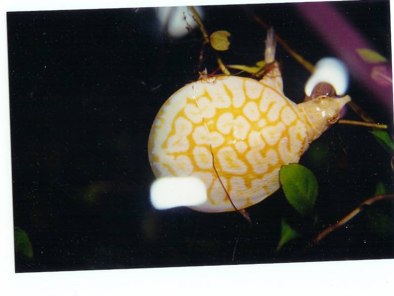 6942albino_fla_softshell_1