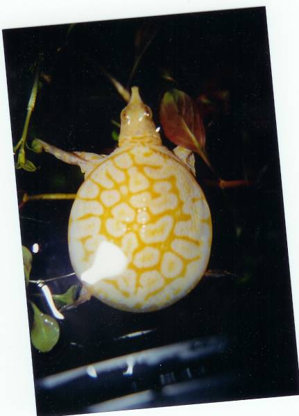 6942albino_fla_softshell_3
