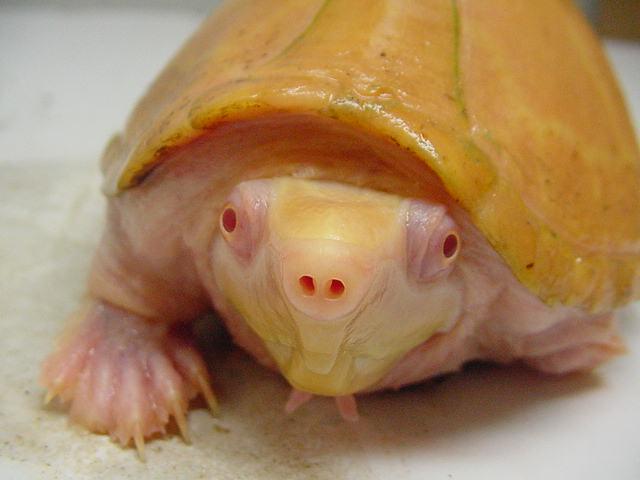 6942albino_razorback1