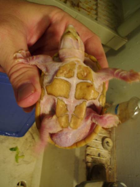 6942albino_stinkpot_belly