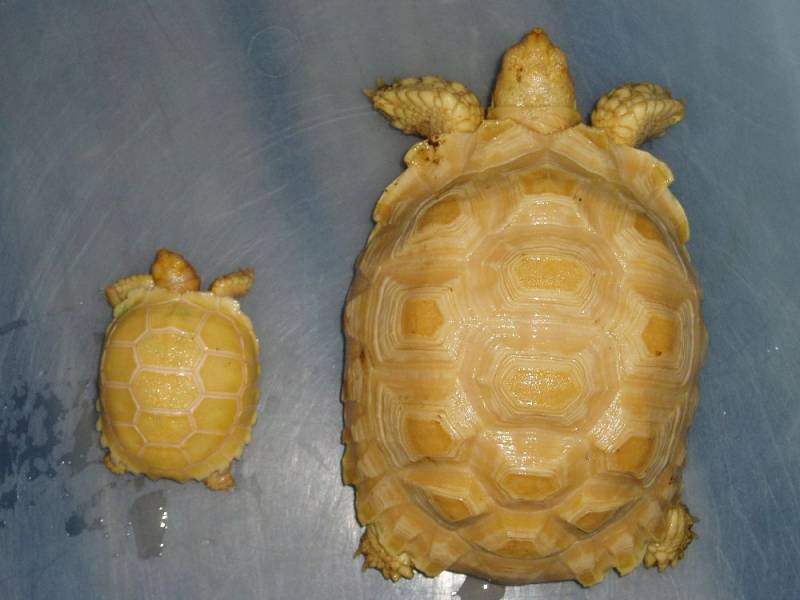 6942albino_sulcatas_hatchling_and_yearling1