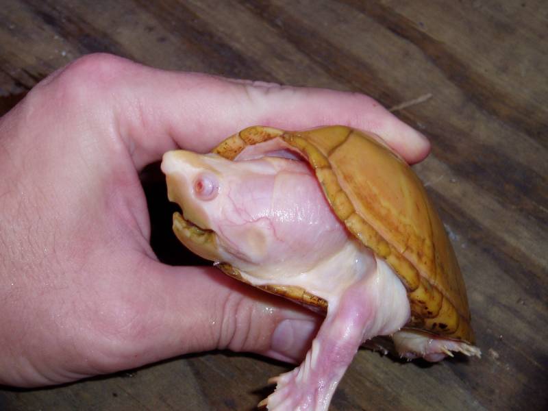 6942best_albino_razorback_photo