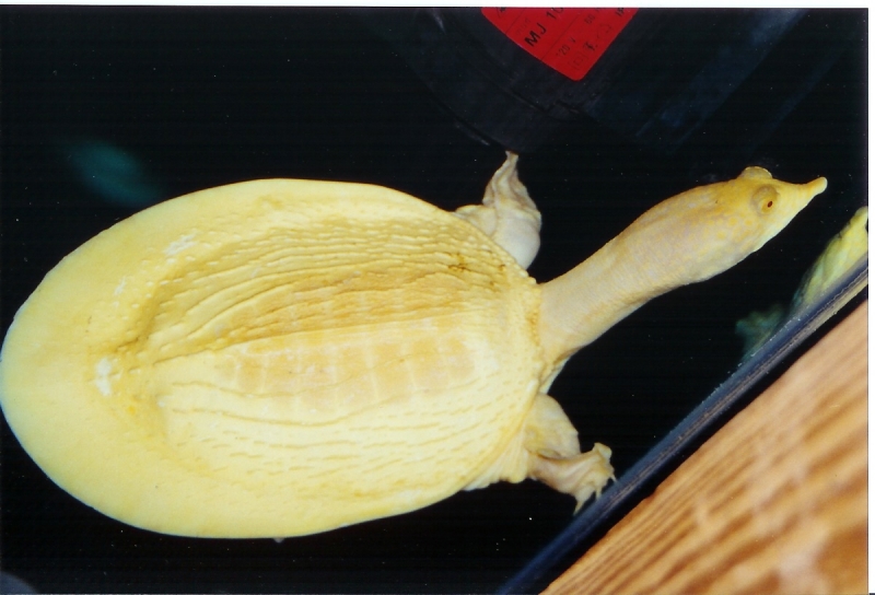 Albino_Asian_Softshell_Female_Pic2