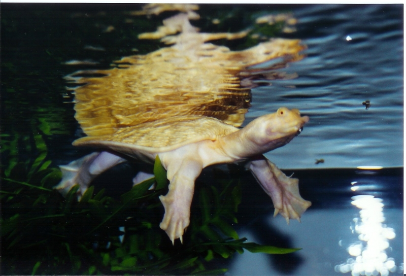 Albino_Asian_Softshell_Female_Pic3