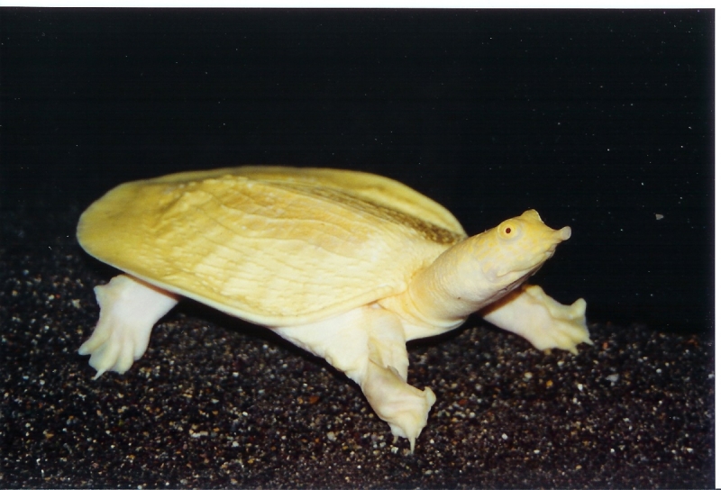 Albino_Asian_Softshell_Female_Pic5