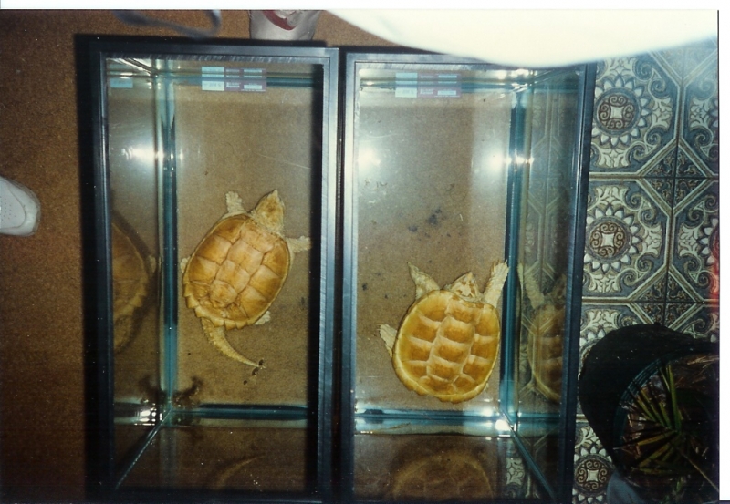 Albino_Florida_Snapping_Turtles