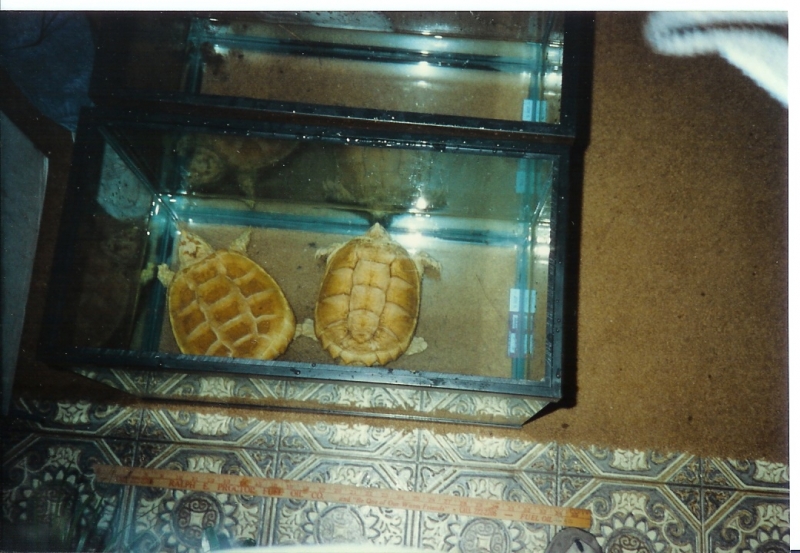 Albino_Florida_Snapping_Turtles_Pic2
